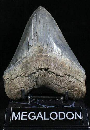 Grey, Serrated Megalodon Tooth #21967